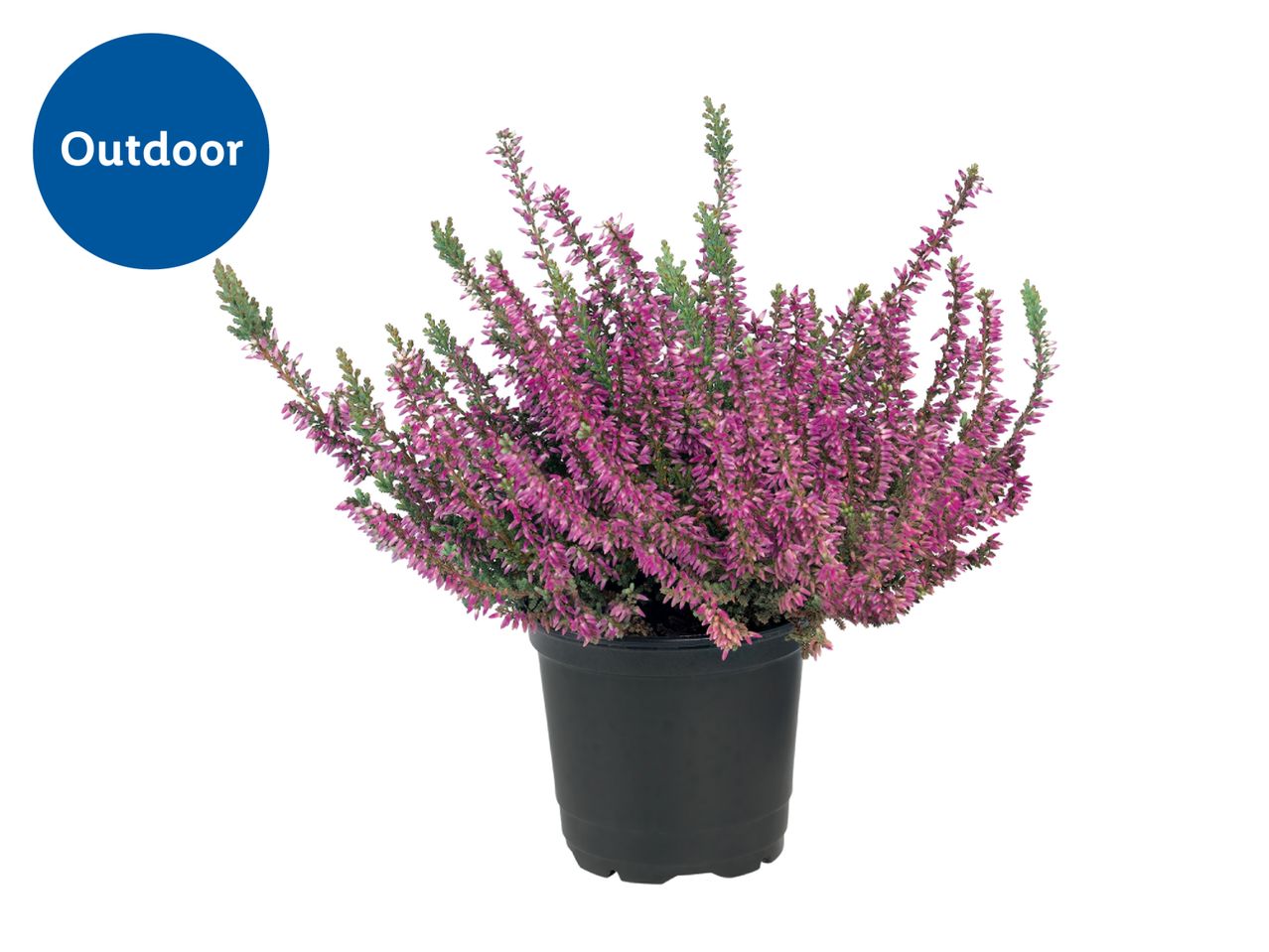 Outdoor heather plant with purple flowers in a black pot.