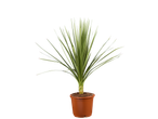 Dracaena marginata plant in een bruine pot.