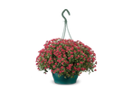 Hangende pot met rode chrysantenbloemen.