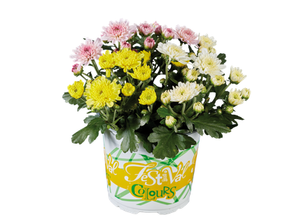 Chrysanthème multiflore