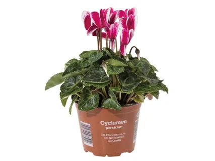 Ciklámen*