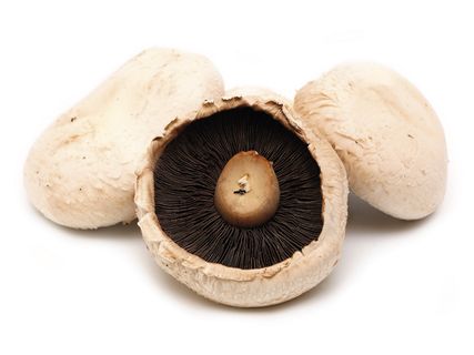 Large Flat Mushrooms|200