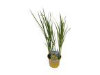 Potted Crocosmia 'George Davidson' plant with green leaves and a price tag.