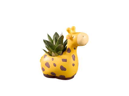 Plante suculente în ghiveci ceramic
