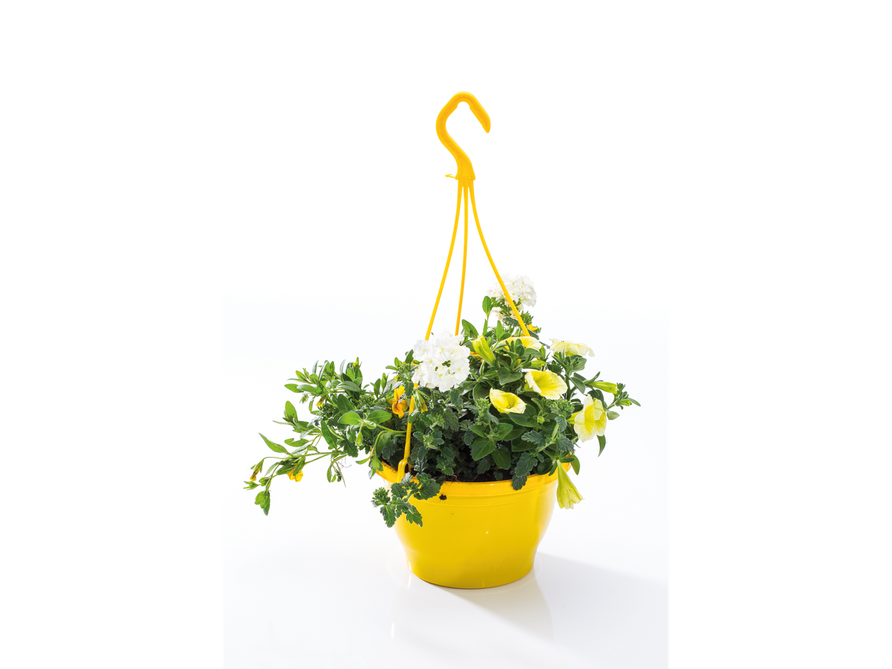 Verbena en petunia in een gele hangende pot.