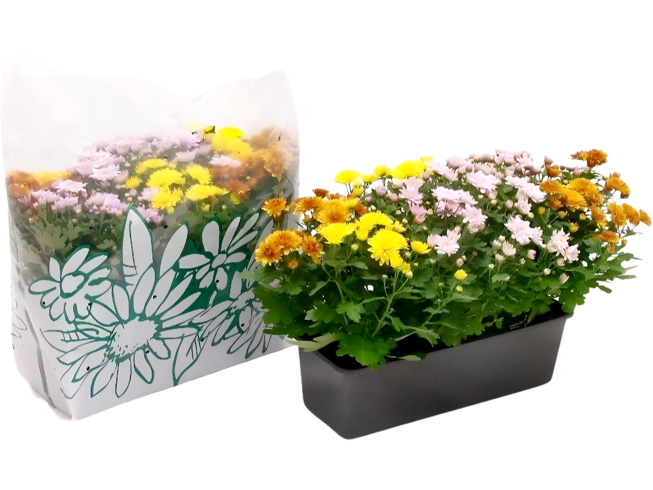 Chrysanthemum plants in a plastic bag and a gray planter.