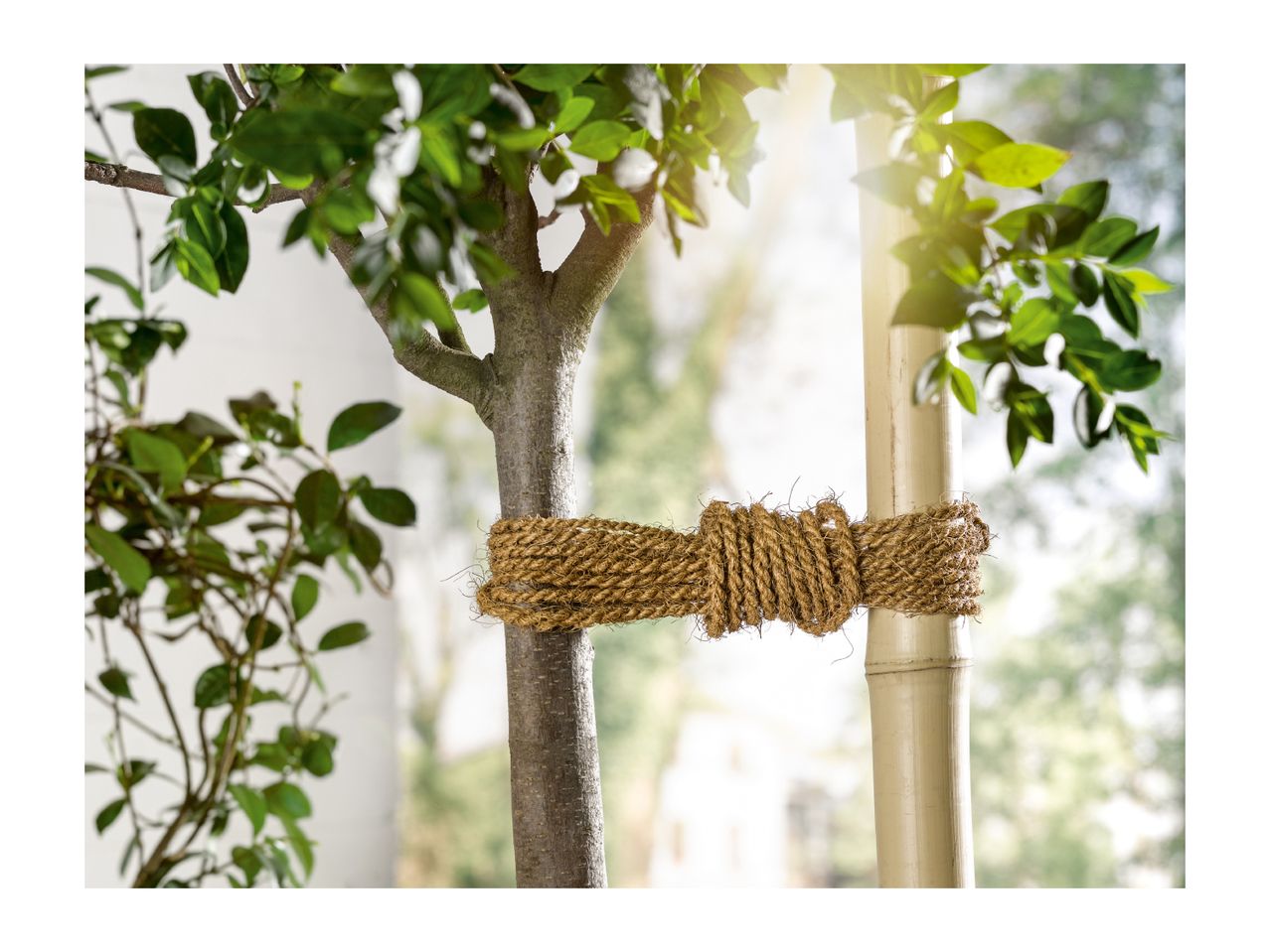 A young tree trunk secured to a bamboo support pole with thick natural fiber rope.