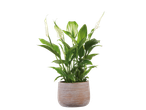 Plantă de pace într-un ghiveci de ceramică.