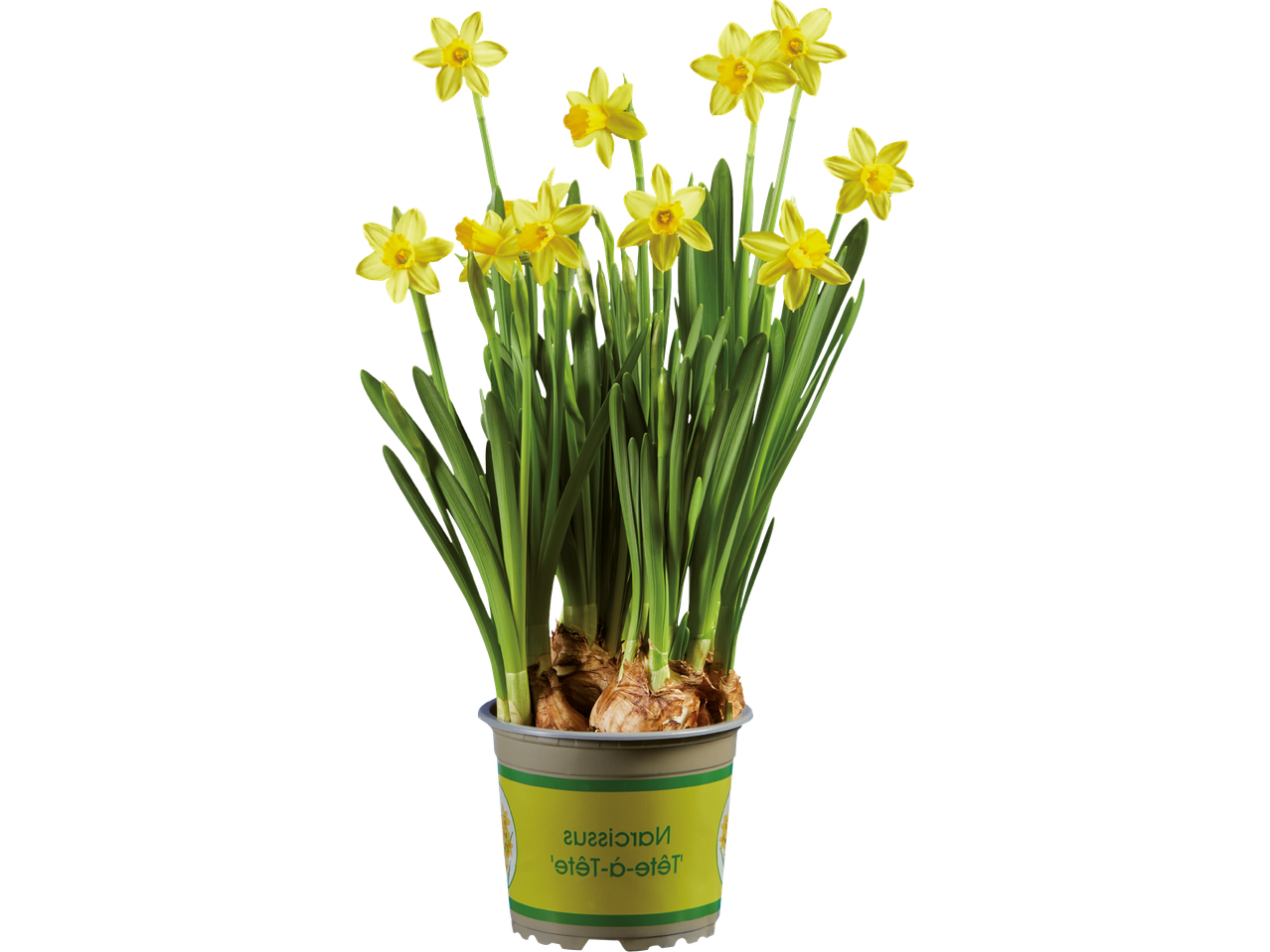 Kruka med gula påskliljor, med texten 'Narcissus 'Tête-à-Tête'' på etiketten.