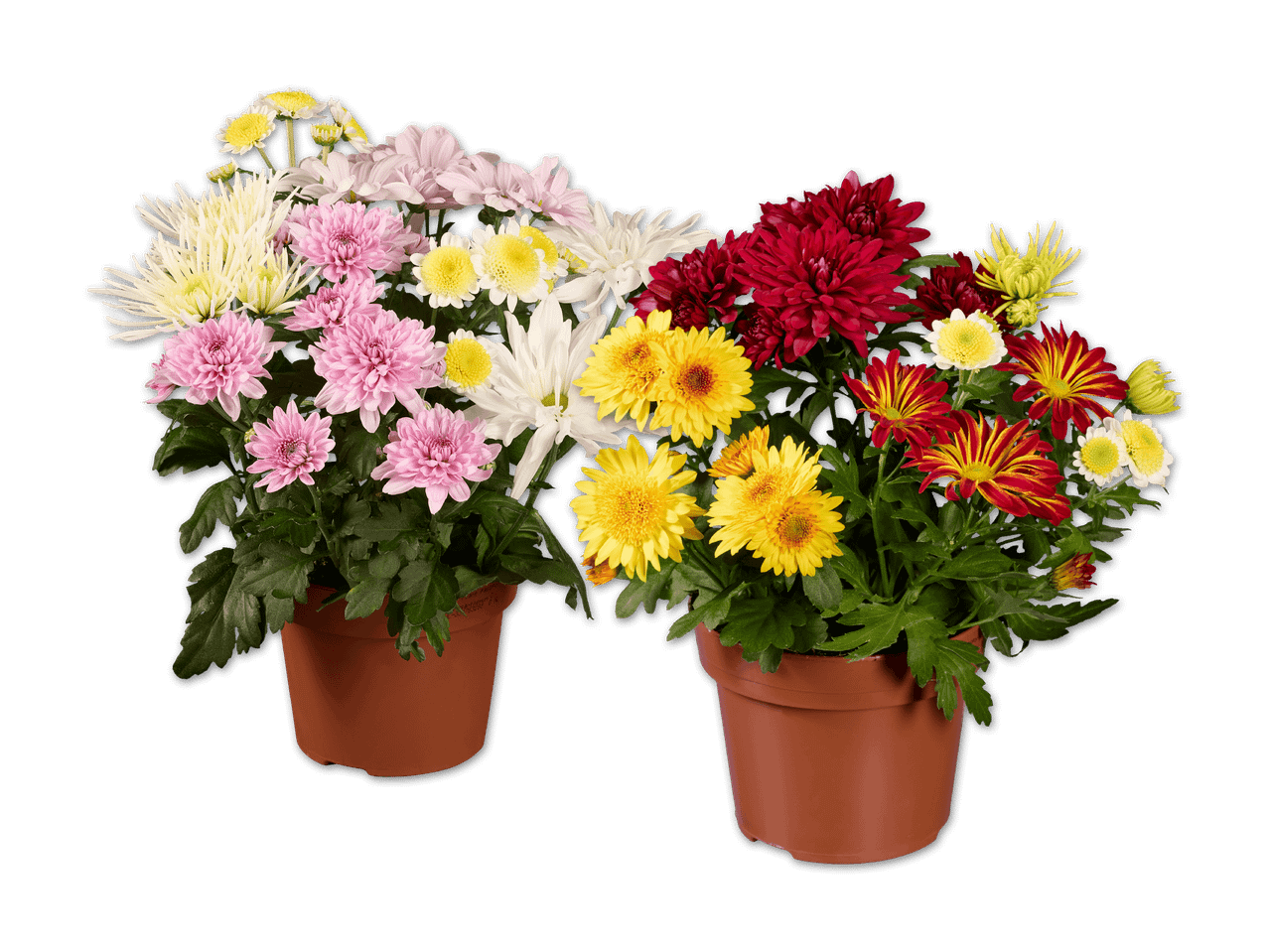 Zwei Töpfe mit bunten Chrysanthemenblüten auf schwarzem Hintergrund.