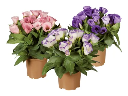 Eustoma