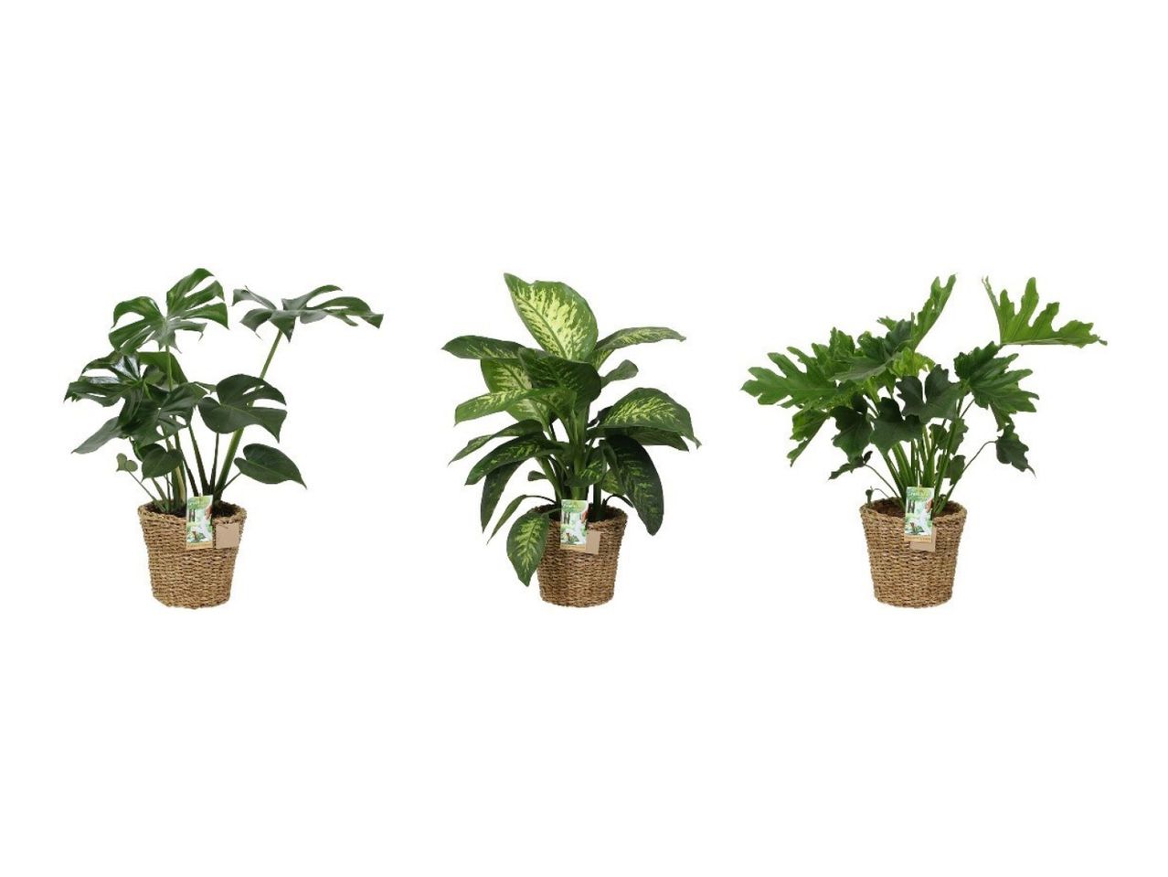 Three different green houseplants in woven baskets