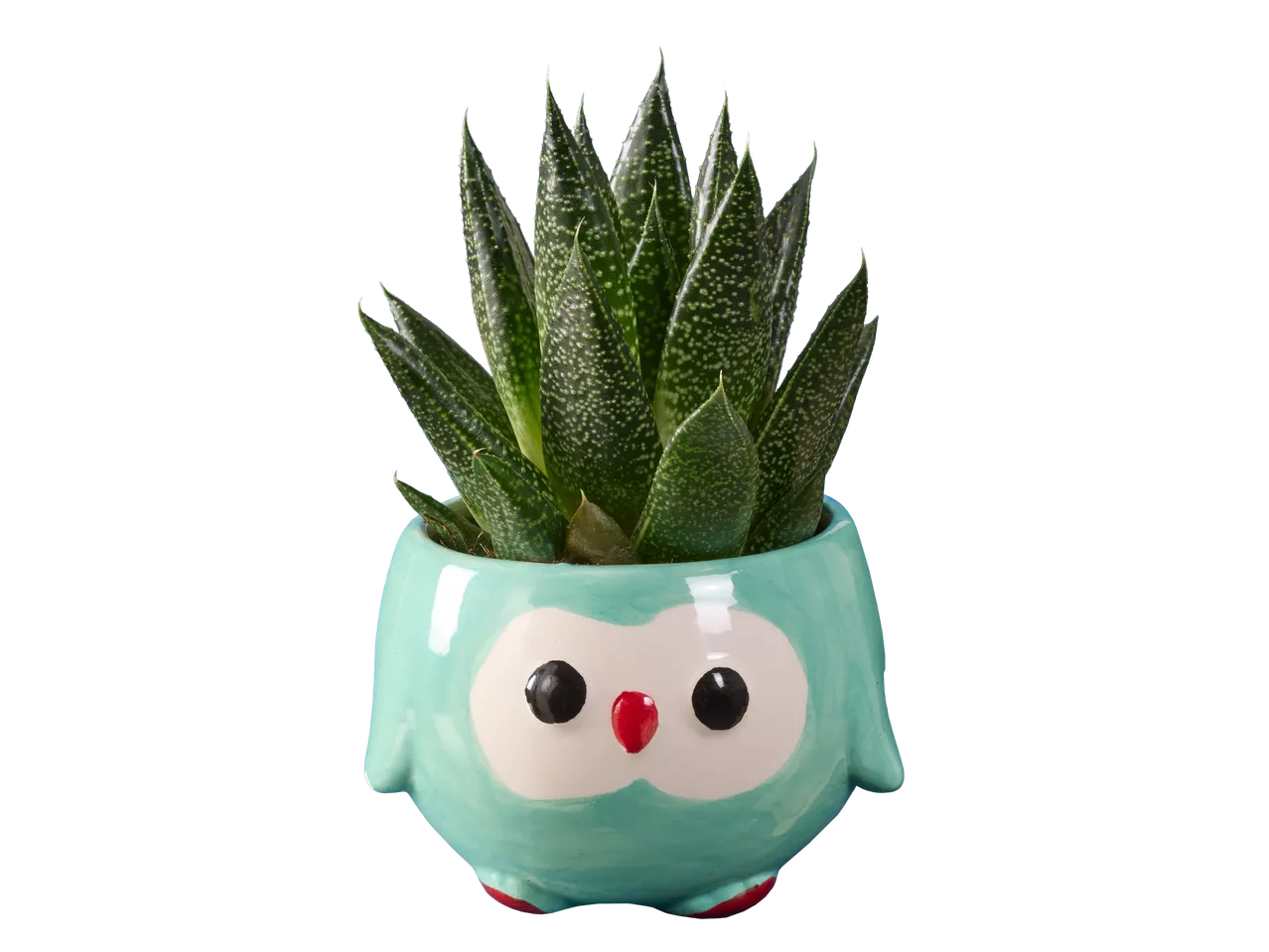 Een succulent in een uilvormige pot.