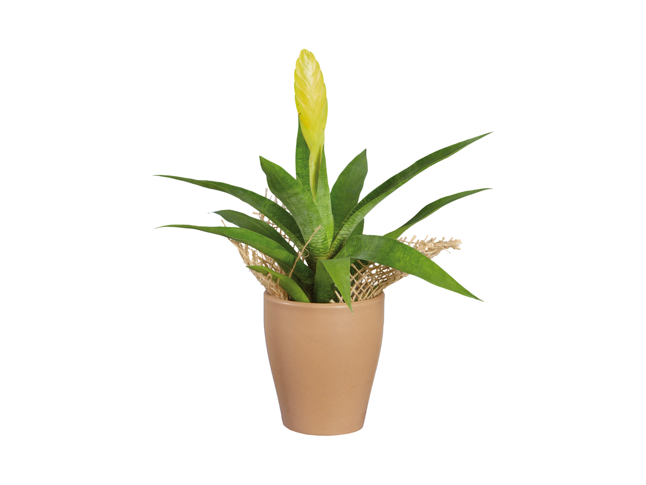 Mini piantine esotiche