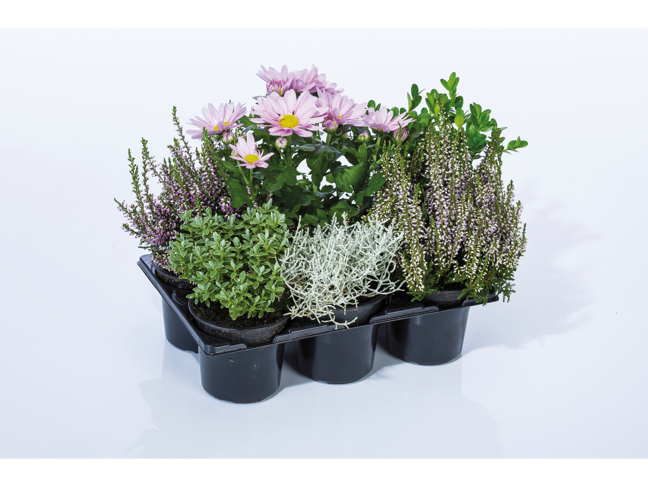 Assortiment gepotte planten: chrysanten, heide en ander groen.