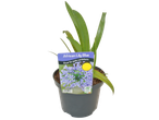 Potted African Lily Blue plant with a label stating 'Great for patio containers'.