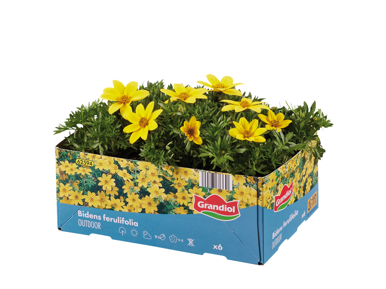 Grandiól Bidens ferulifolia, gele bloemen, voor buiten.