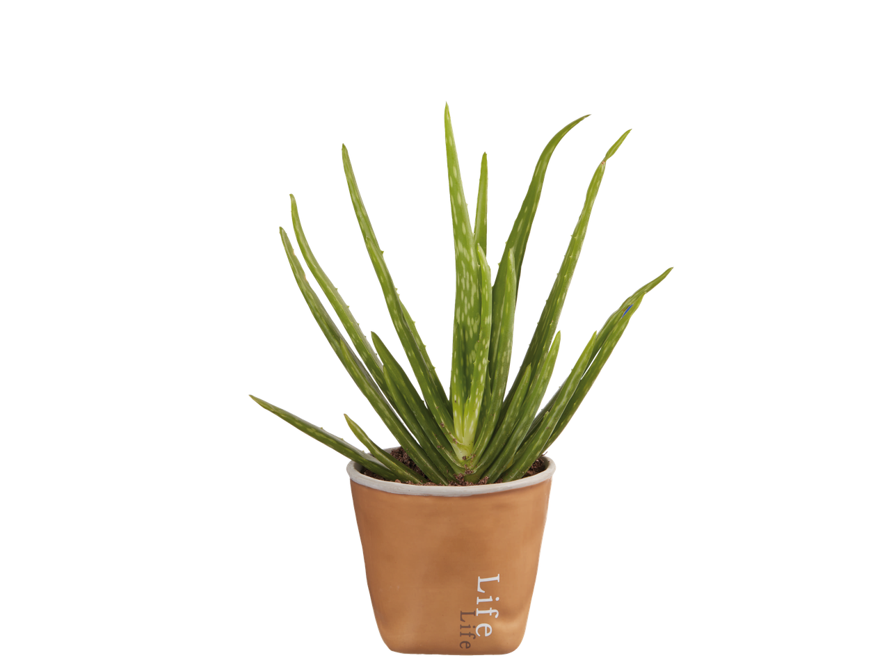 Go to full screen view: Aloe Vera Life - Image 2