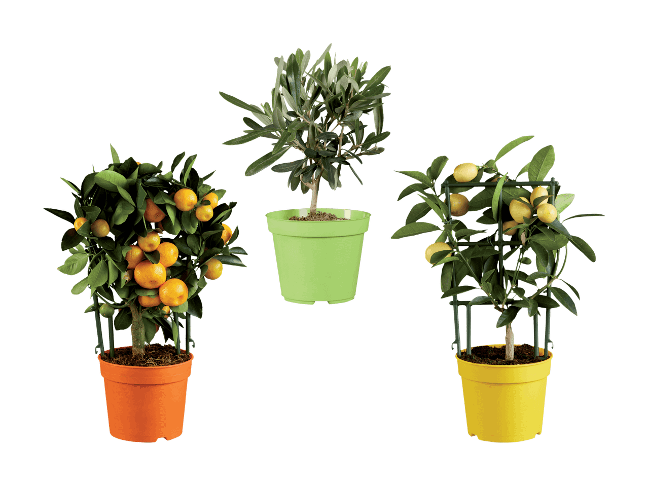 Drei Topfpflanzen: ein Mandarinenbaum, ein Olivenbaum und ein Zitronenbaum.
