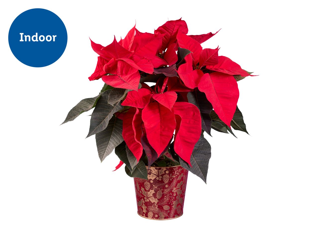 Poinsettia plant in a festive red pot with an 'Indoor' label.