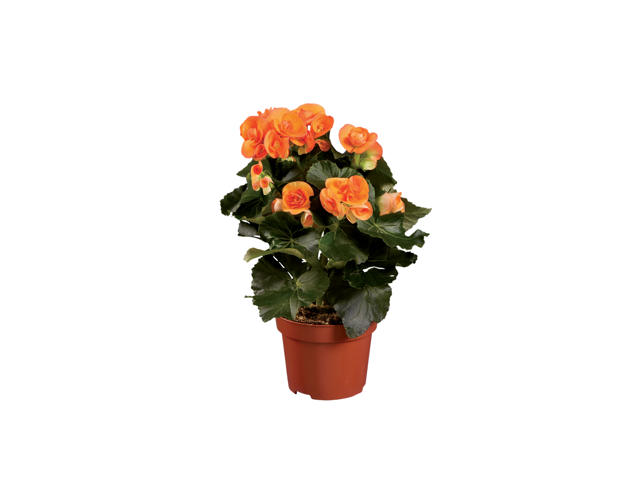 Begonia Selection with vibrant orange flowers in a brown pot.