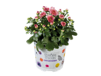 Roze chrysant in pot met seizoensdesign.