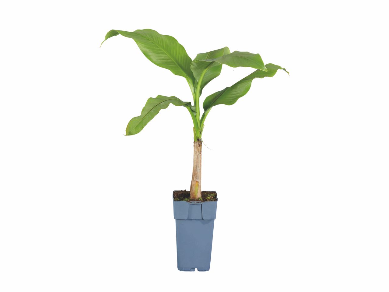 Plant de bananier dans un pot.