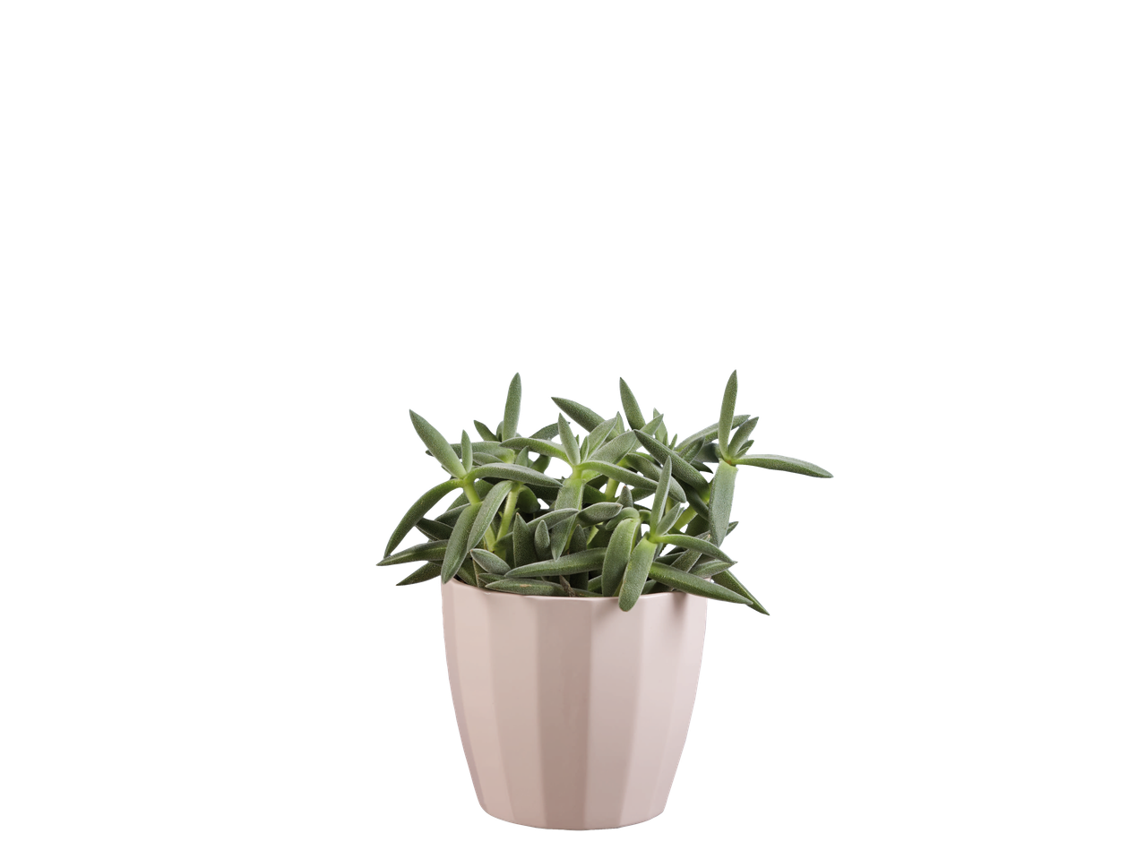 Planta suculenta em vaso, tom verde.