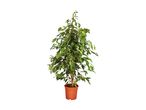 Large Houseplants