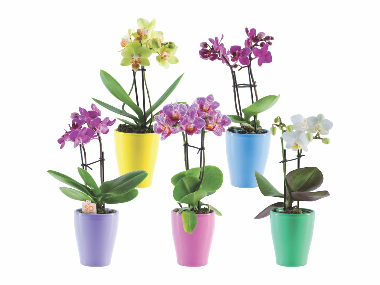 Six potted MiniPhalaenopsis in various colors, including yellow, purple, pink, and white.