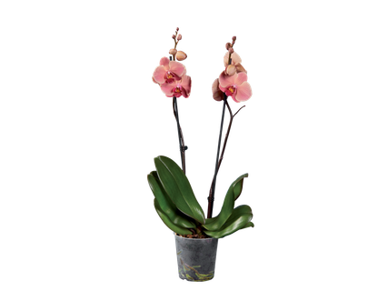 Phalaenopsis cu 2 tije florale