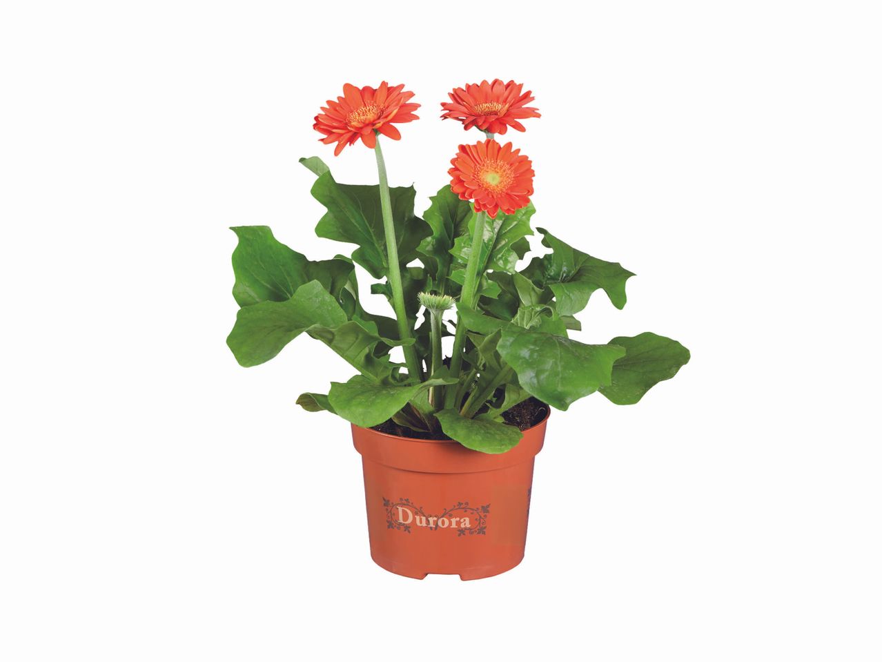 Gerbera orange en pot.