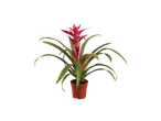 Planta Guzmania florida em vaso.