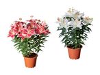 To potteplanter med liljer, en med lyserøde blomster og en med hvide blomster.