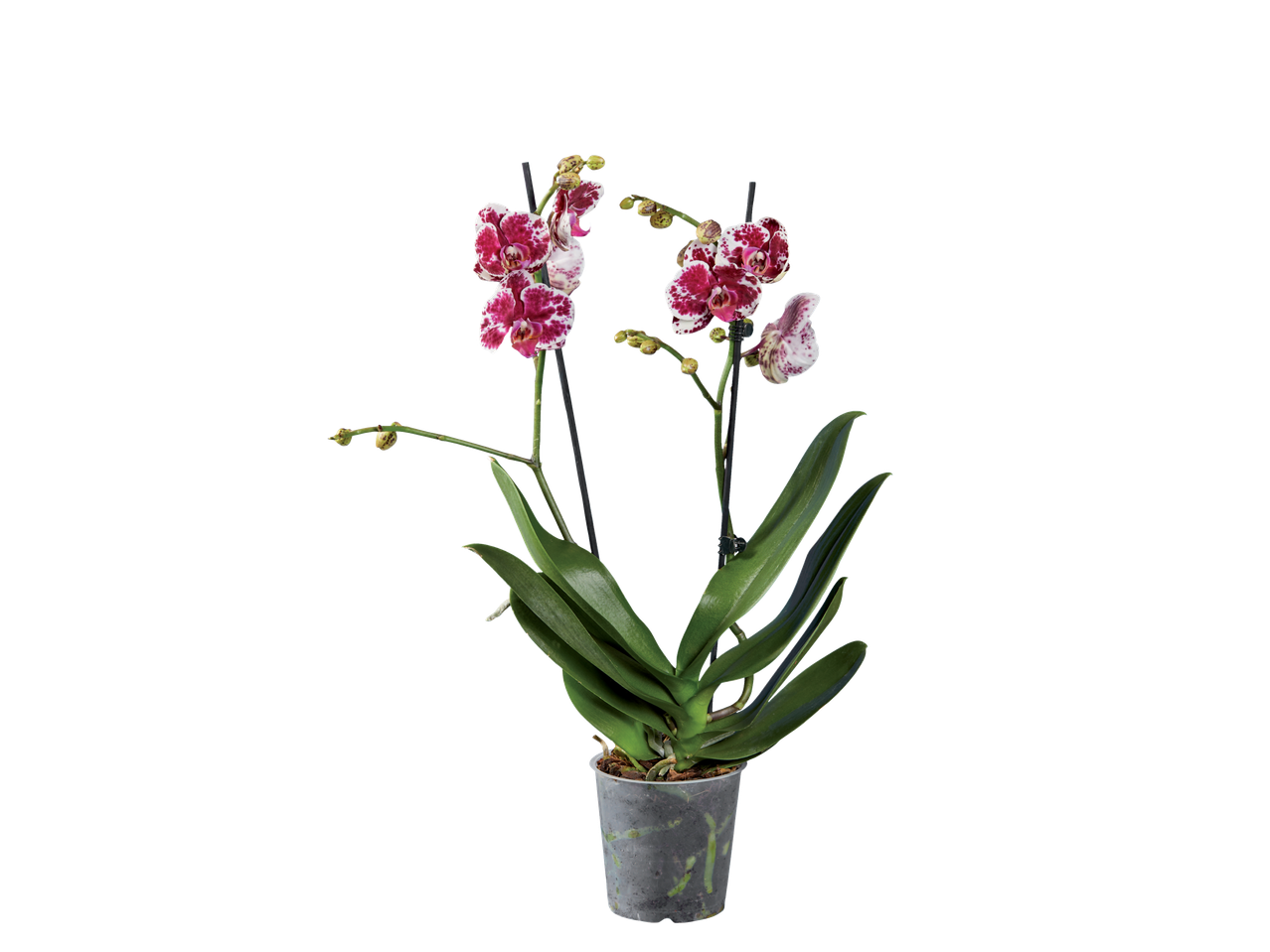 Potted Phalaenopsis orchid, speckled white and red flowers.