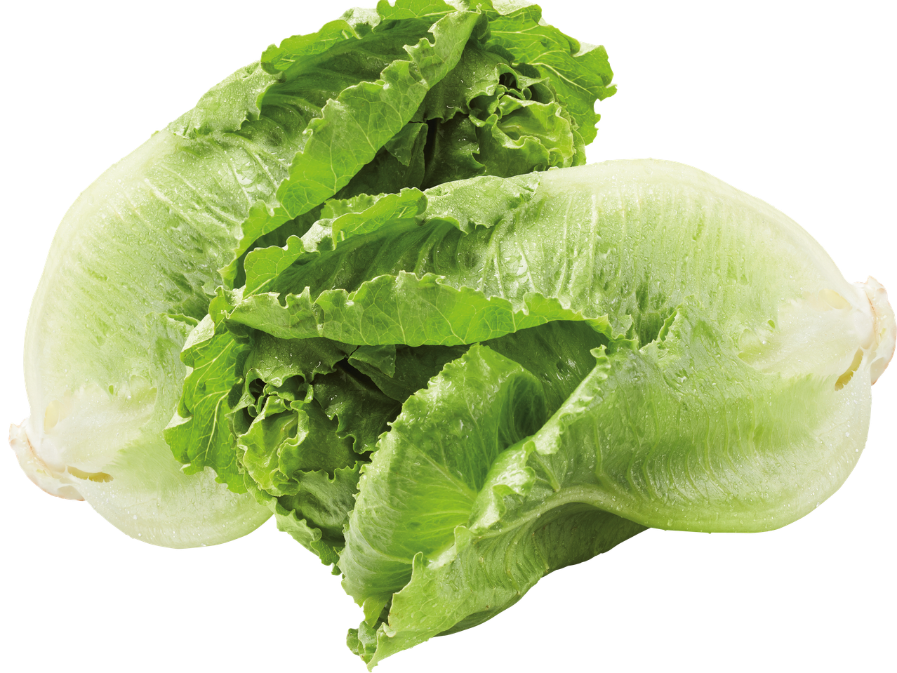 Två huvuden romersk sallad med vattendroppar på en svart bakgrund.