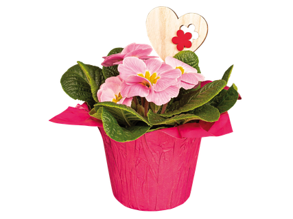 Primula díszcsomagolásban*