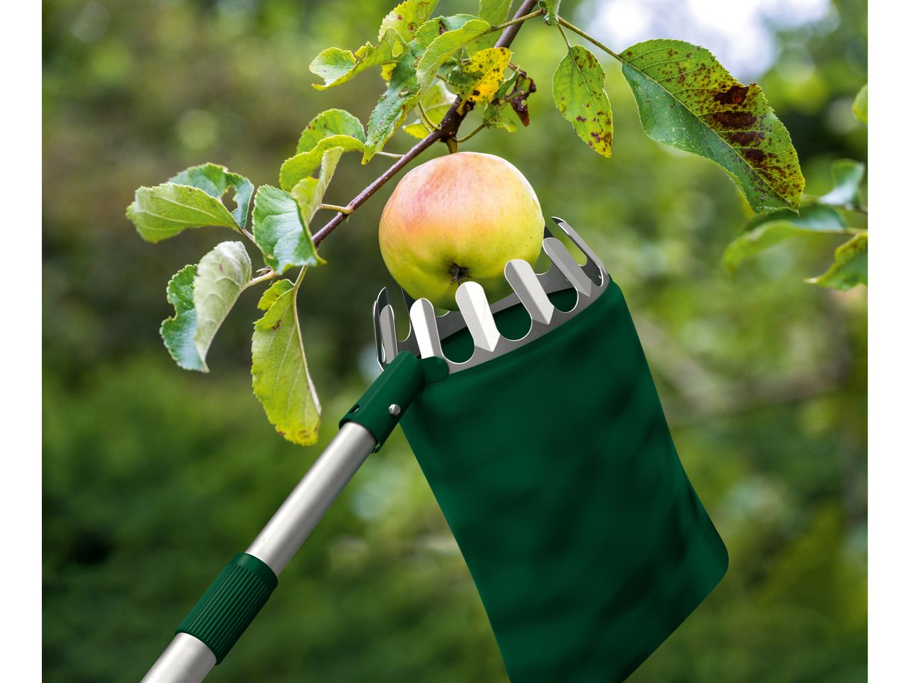 A green apple picker with extendable handle gently harvests an apple from a tree.