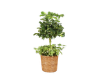 Plante d'intérieur verte en pot tressé