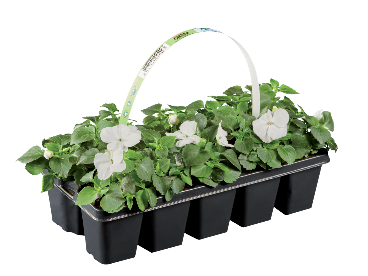 Witte GGN balsaminen in een tray.