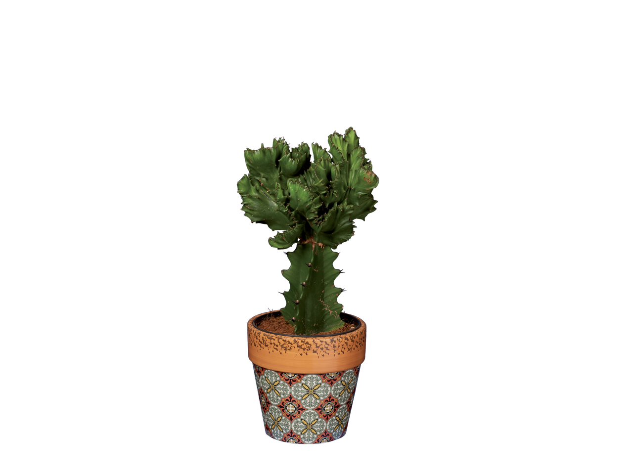 Talavera Houseplant in a decorative pot