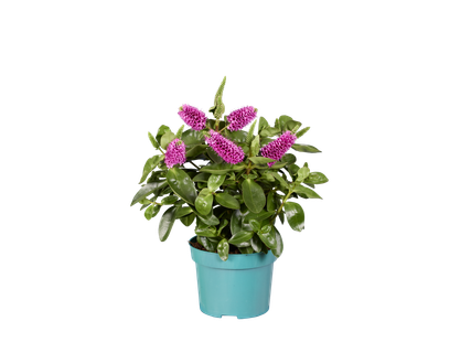Mix de flori Hebe