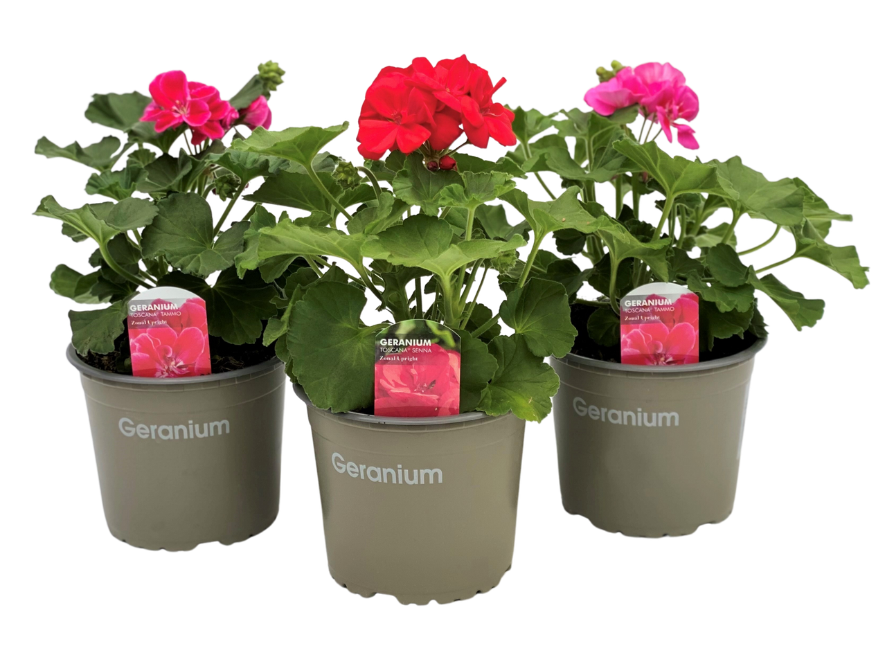 Three potted Geranium plants with pink and red flowers, labeled 'Toscana Tammo' and 'Toscana Senna'.