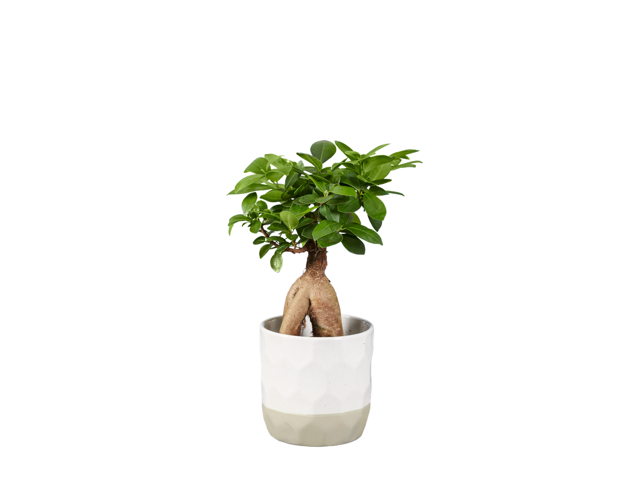 Modern houseplant in a white and beige ceramic pot.