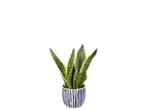 Snake plant in a nautical striped pot.