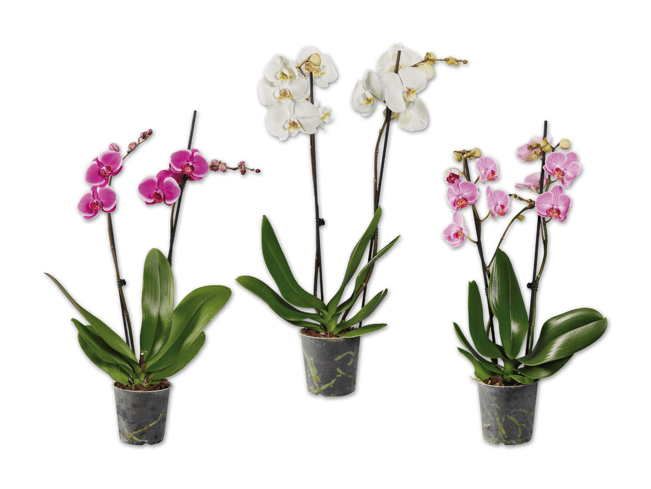 Drei Phalaenopsis-Orchideen in verschiedenen Farben (weiß, pink, dunkelrosa) in Plastiktopf.