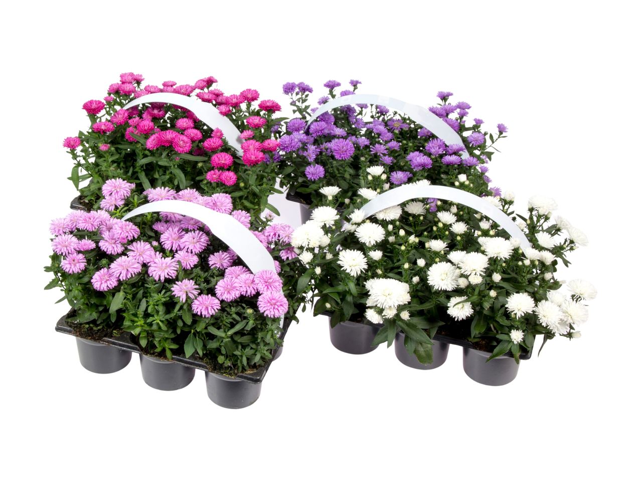 Fire potter med forskellige farver af asterblomster.