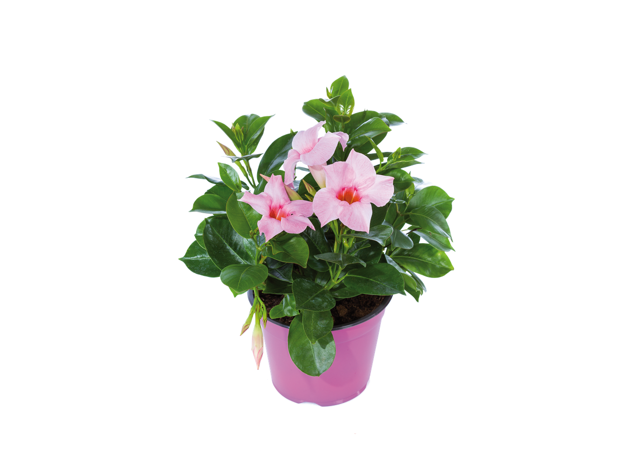 Plante en pot avec des fleurs roses et des feuilles vertes sur fond noir.