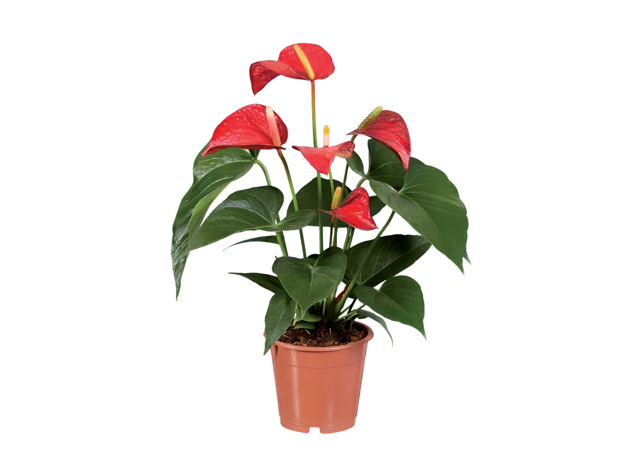 Plante d'anthurium rouge dans un pot brun.