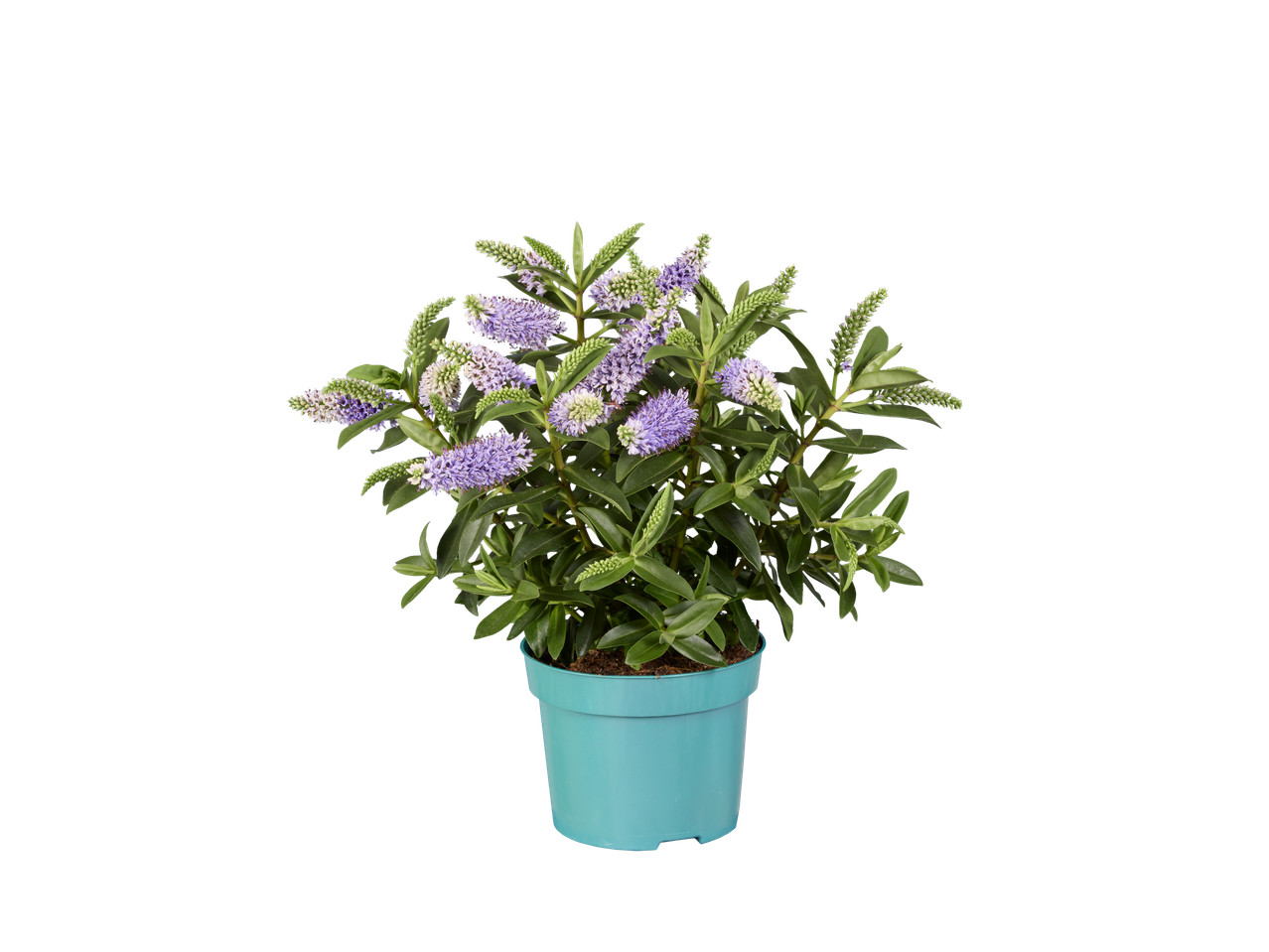 A potted Hebe plant with purple and white flowers on a black background.